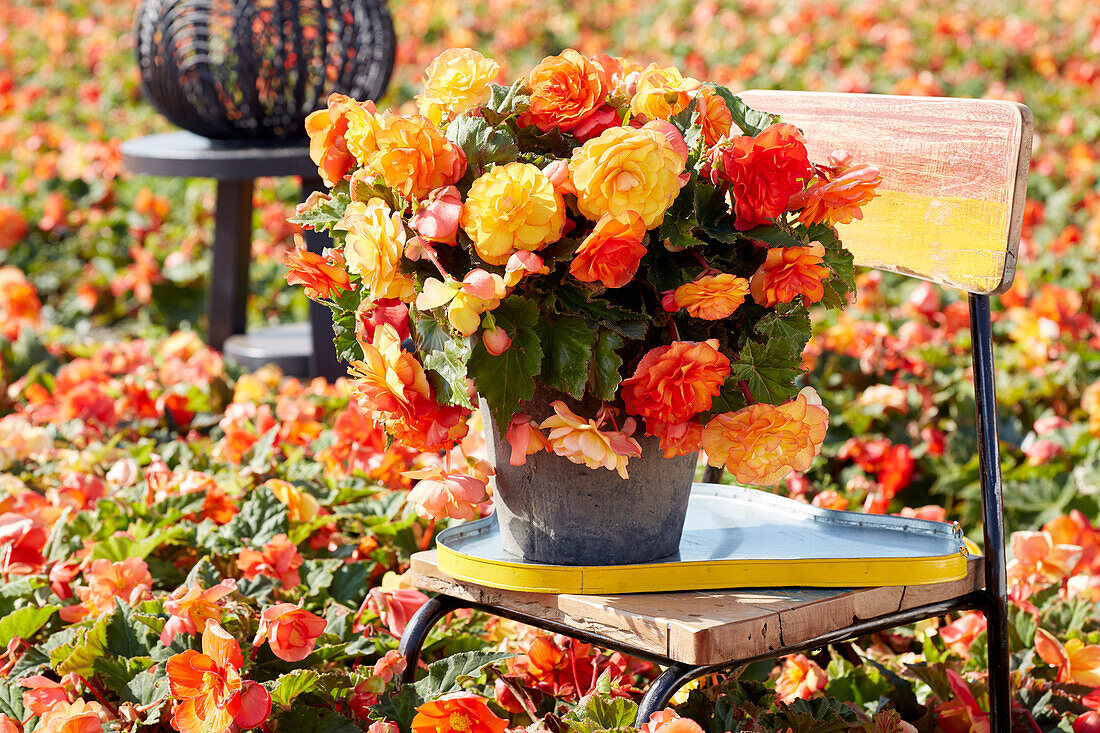 Begonia Cascade Sunray