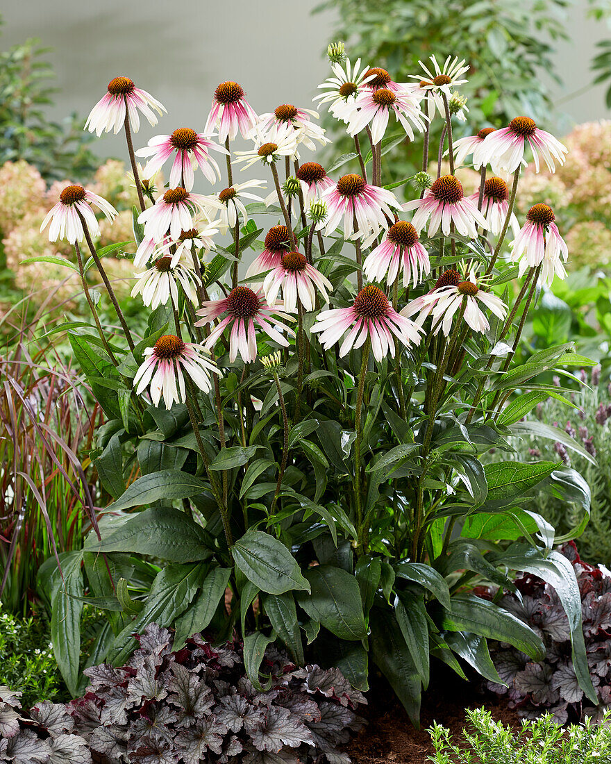 Sonnenhut (Echinacea) 'Pretty Parasols'