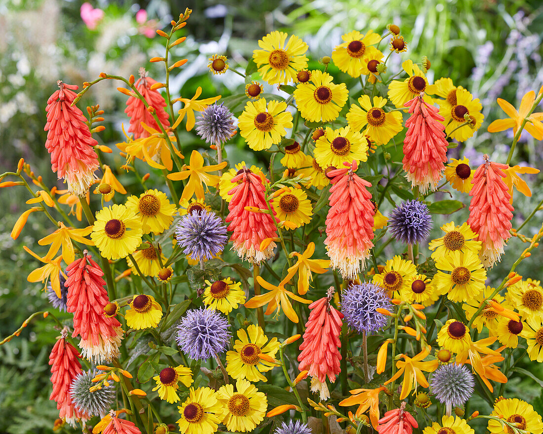 Gemischte mehrjährige Blumen im Beet