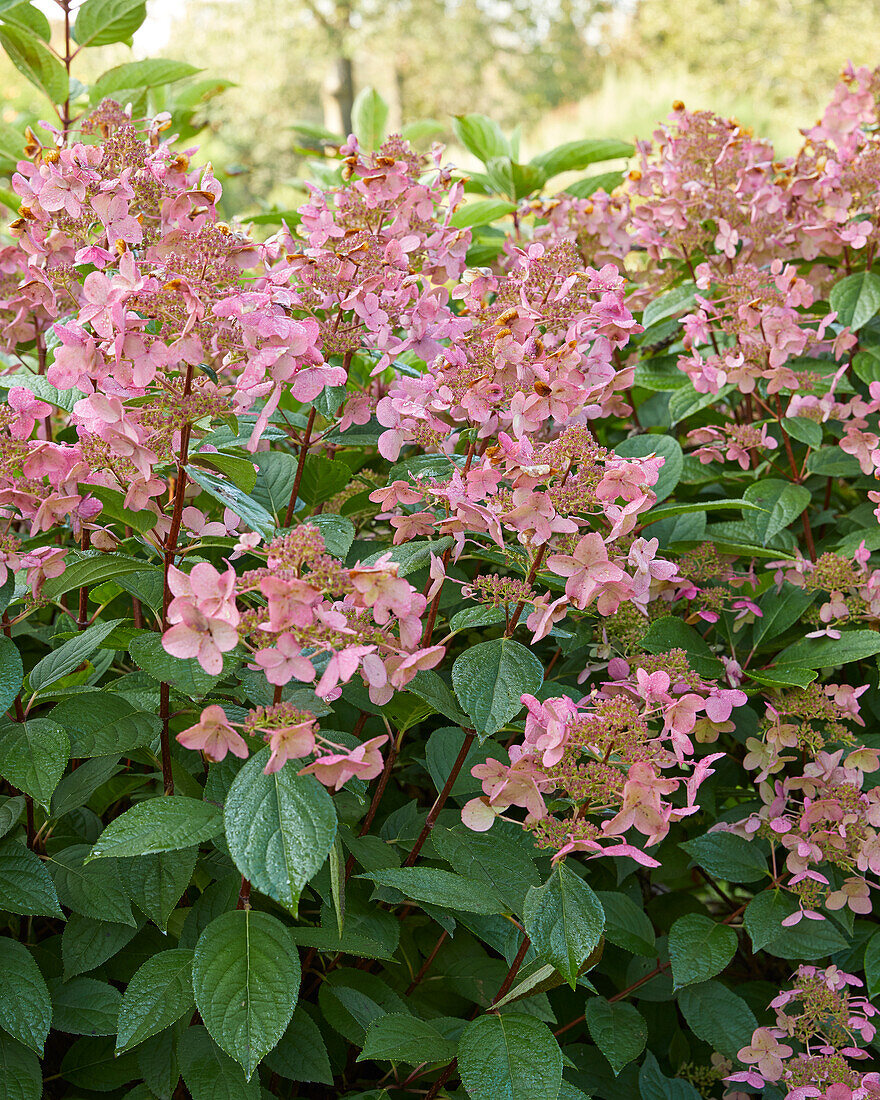 Hydrangea paniculata Wim's Red