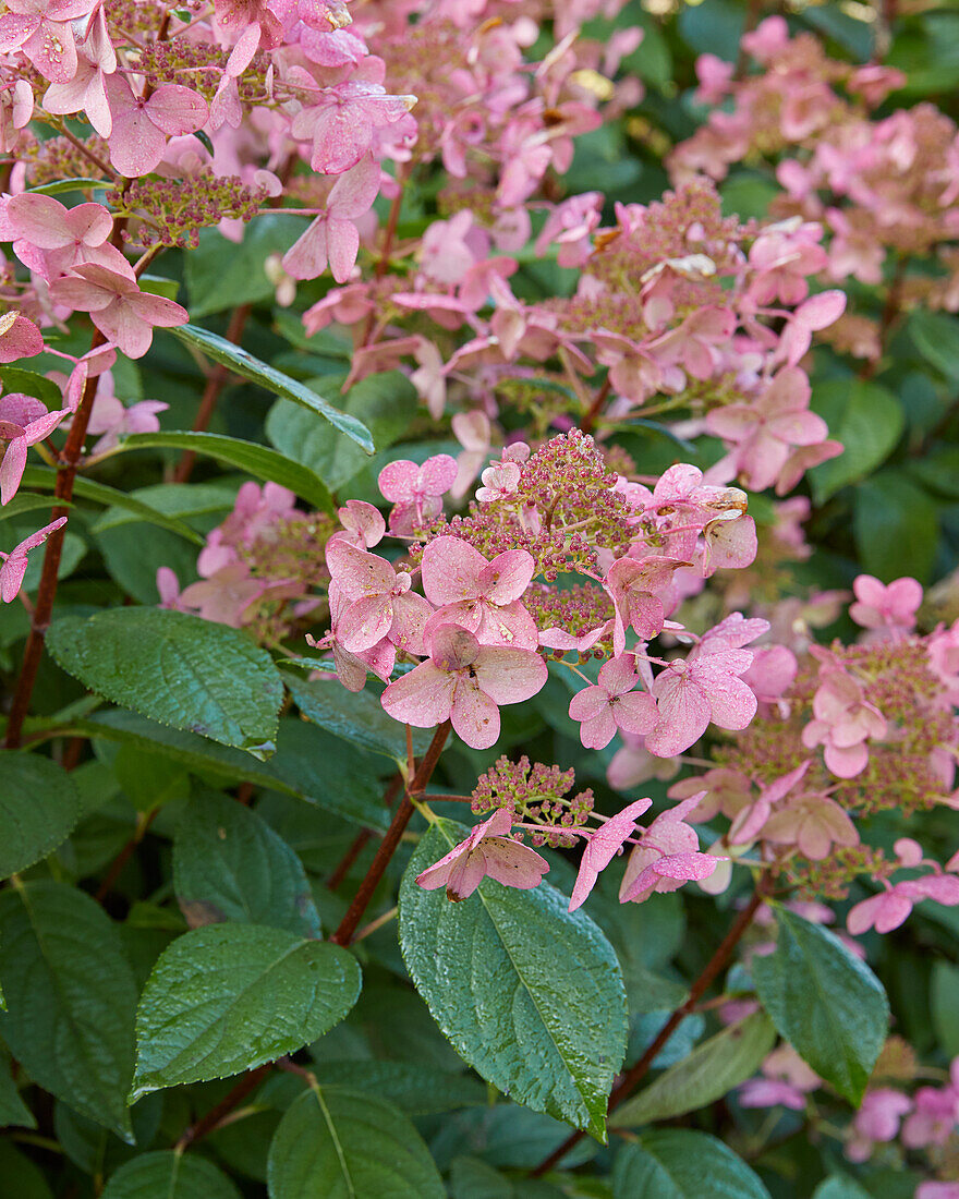 Hydrangea paniculata Wim's Red