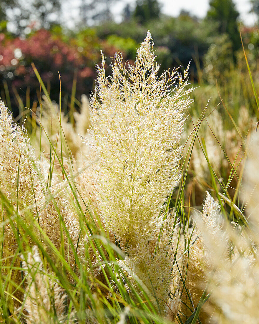 Pampasgras (Cortaderia Selloana) 'Tiny Pampa'