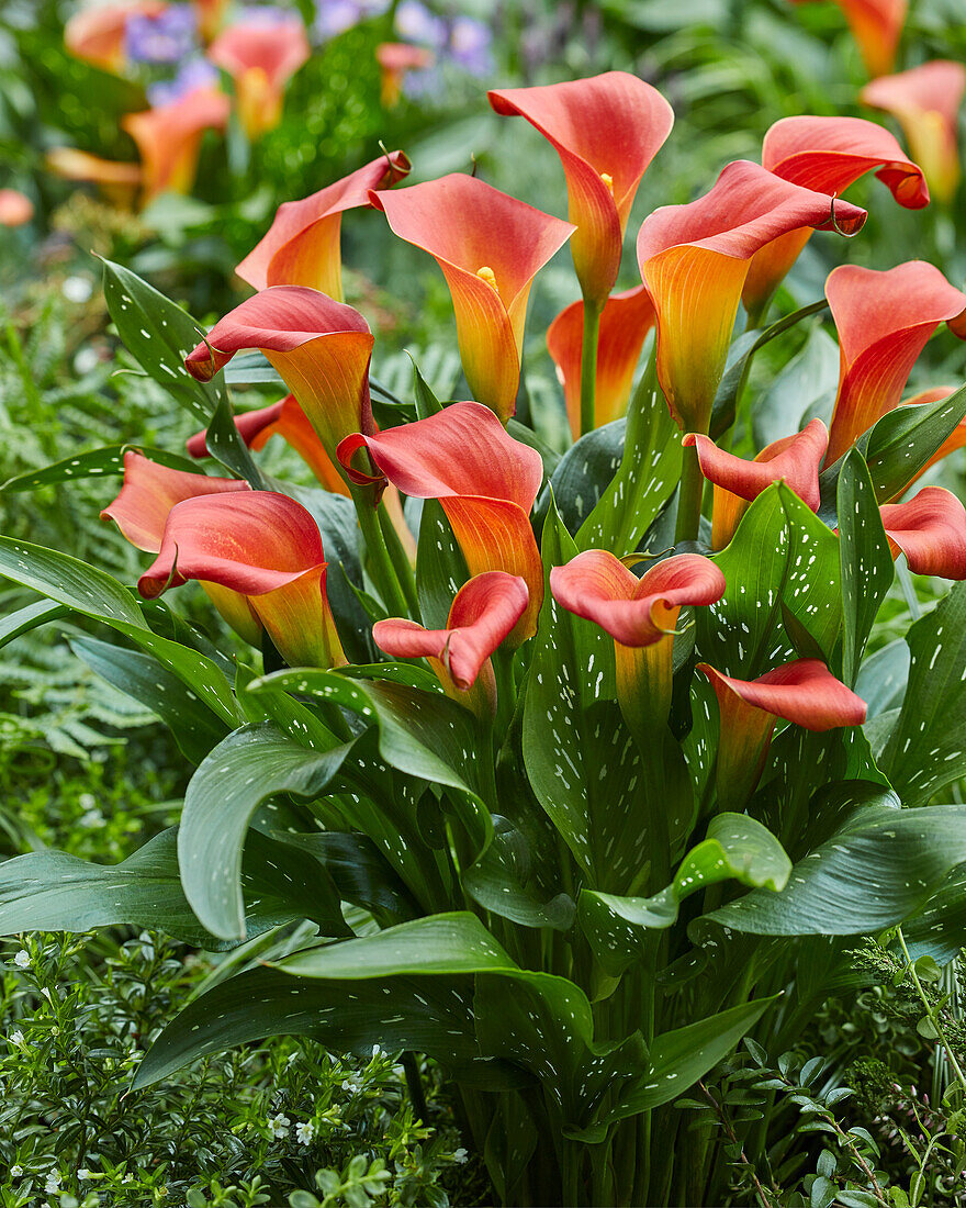 Zantedeschia Bloody Mary