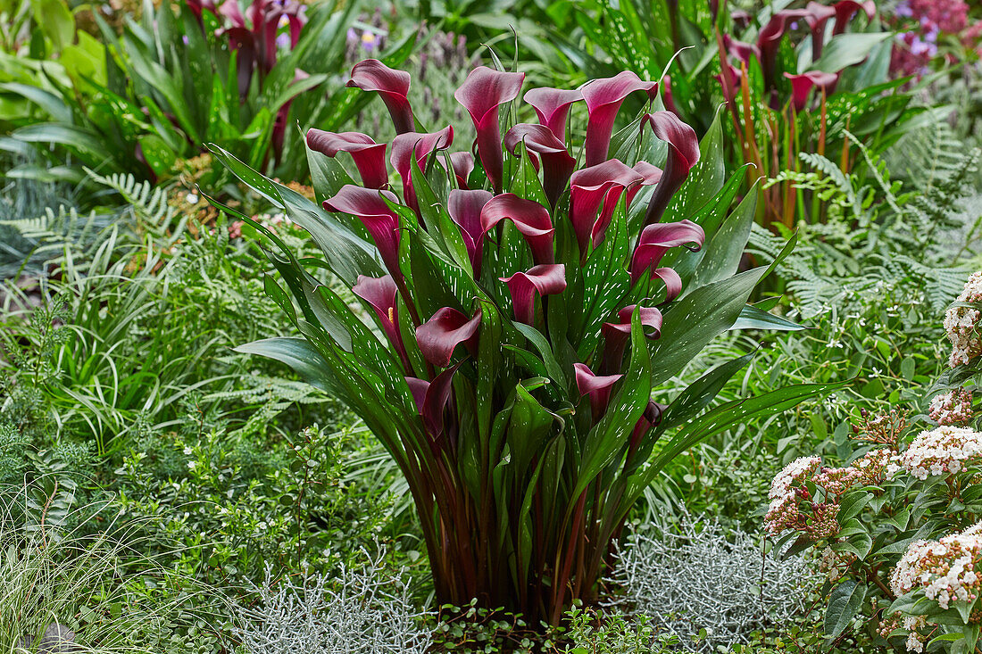 Zantedeschia Macau