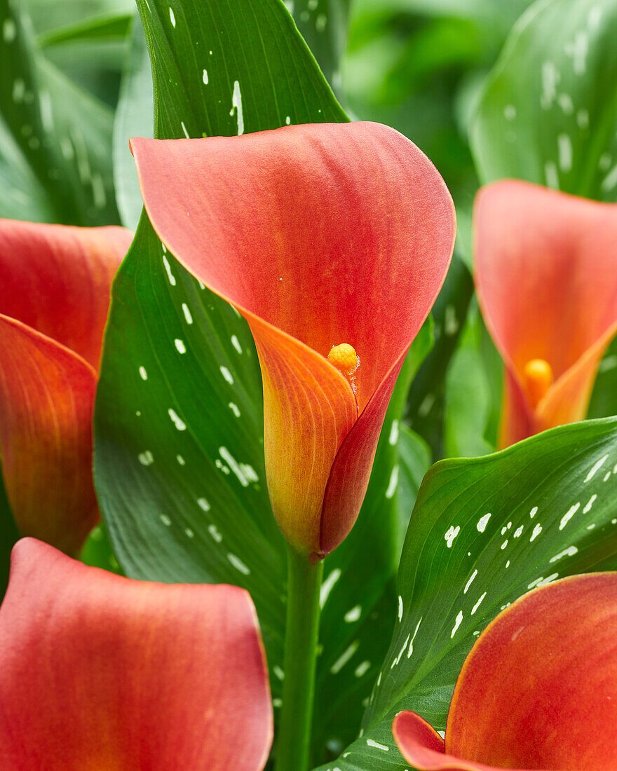 Zantedeschia Bloody Mary