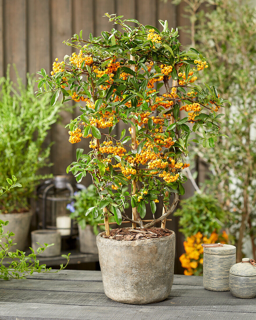 Mittelmeer-Feuerdorn (Pyracantha coccinea) 'Sunny Star'