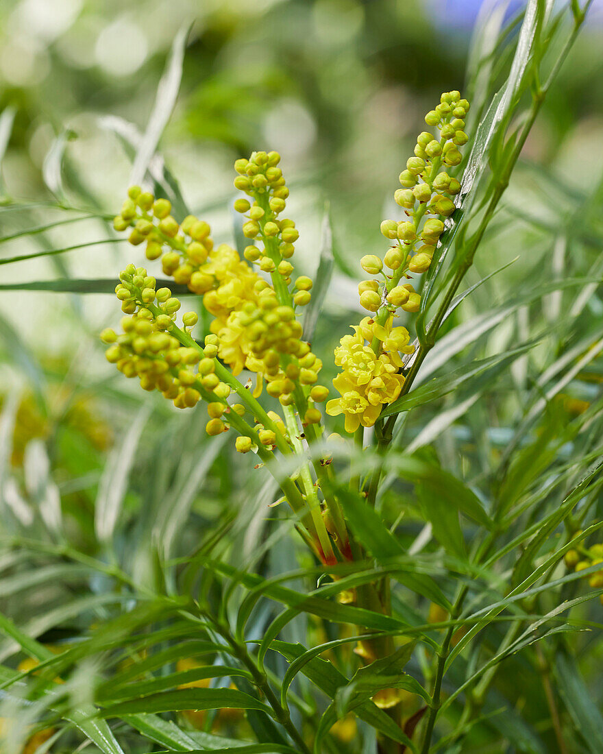 Mahonia eurybracteata Little Soft Caress