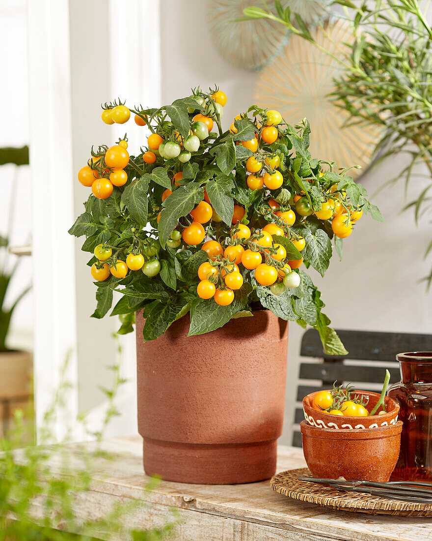 Solanum lycopersicum James F1 Yellow