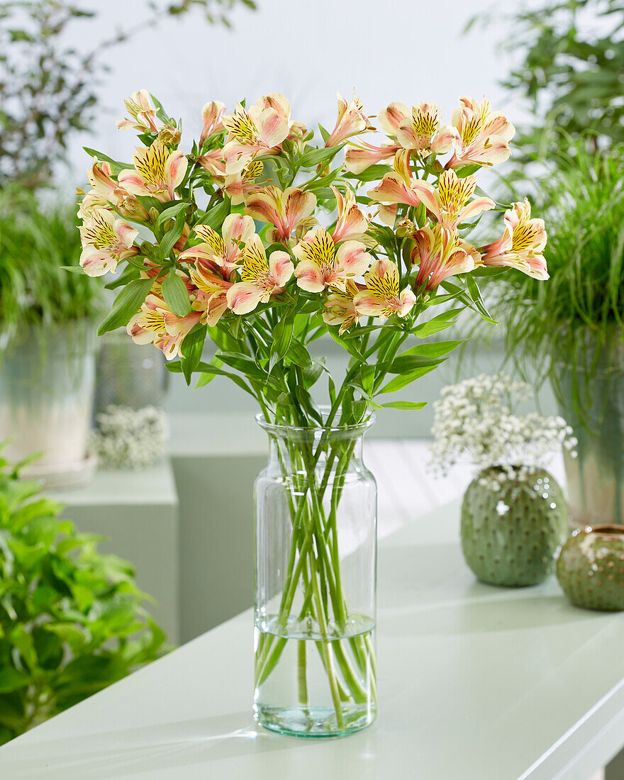 Alstroemeria Majestic Layon