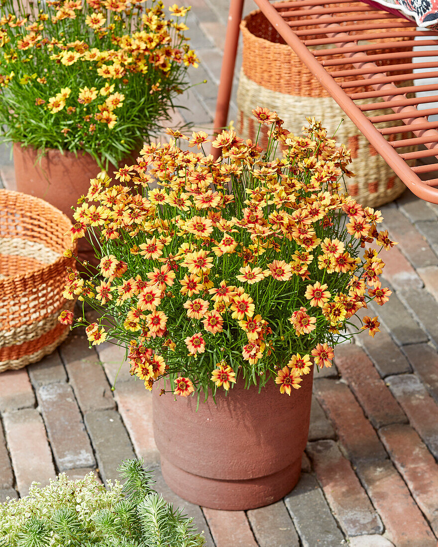 Coreopsis Twinklebells Copper