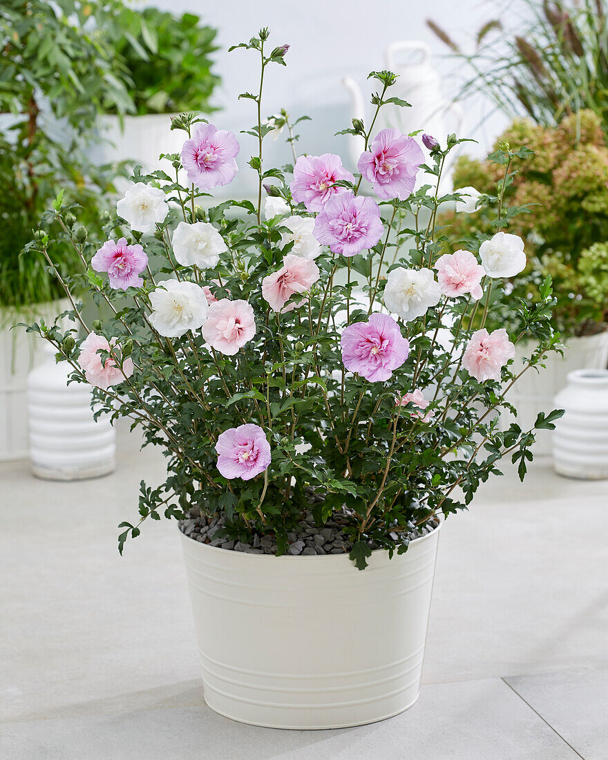 Hibiscus tricolour, Blue-, White- and Pink Chiffon