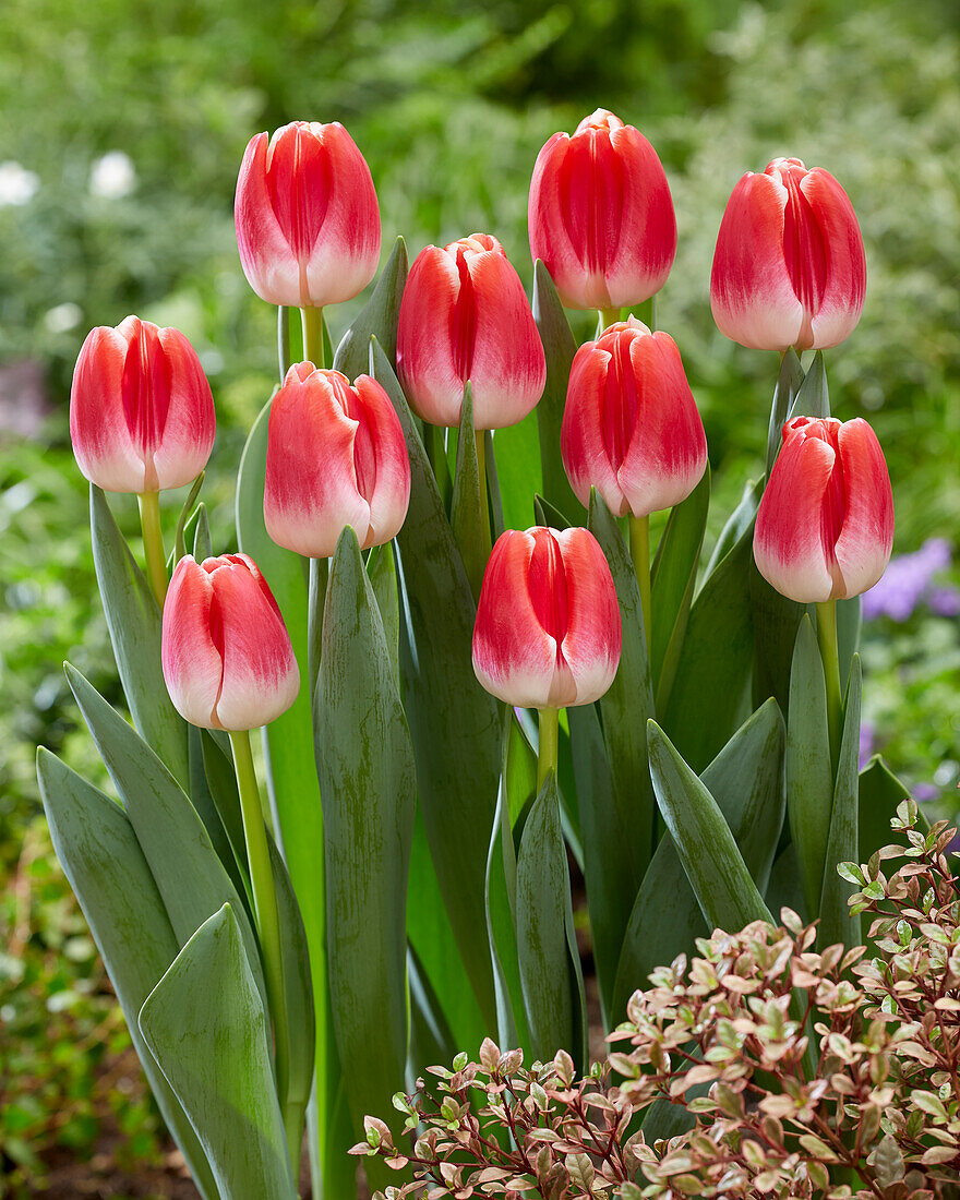 Tulipa With Love