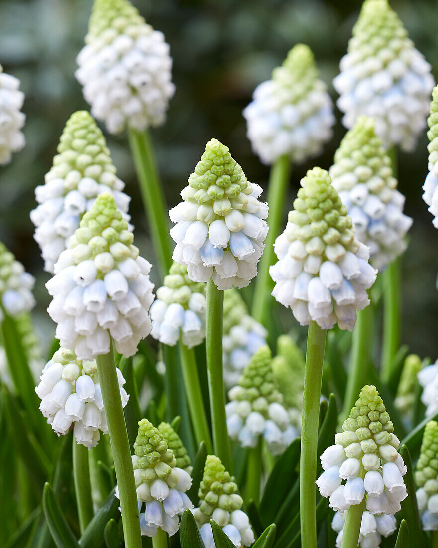 Muscari Alaska