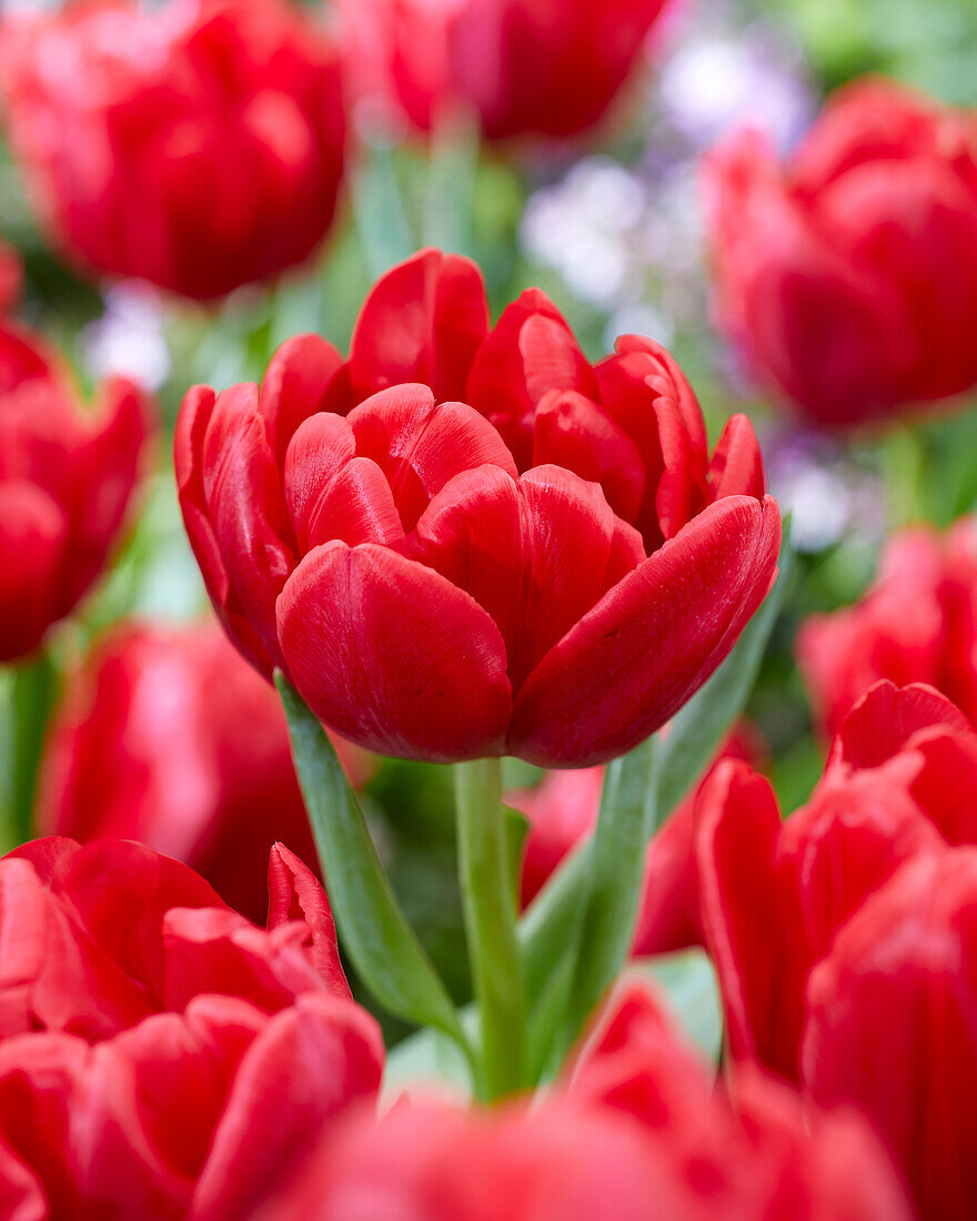 Tulpe (Tulipa) 'Red Foxtrot'