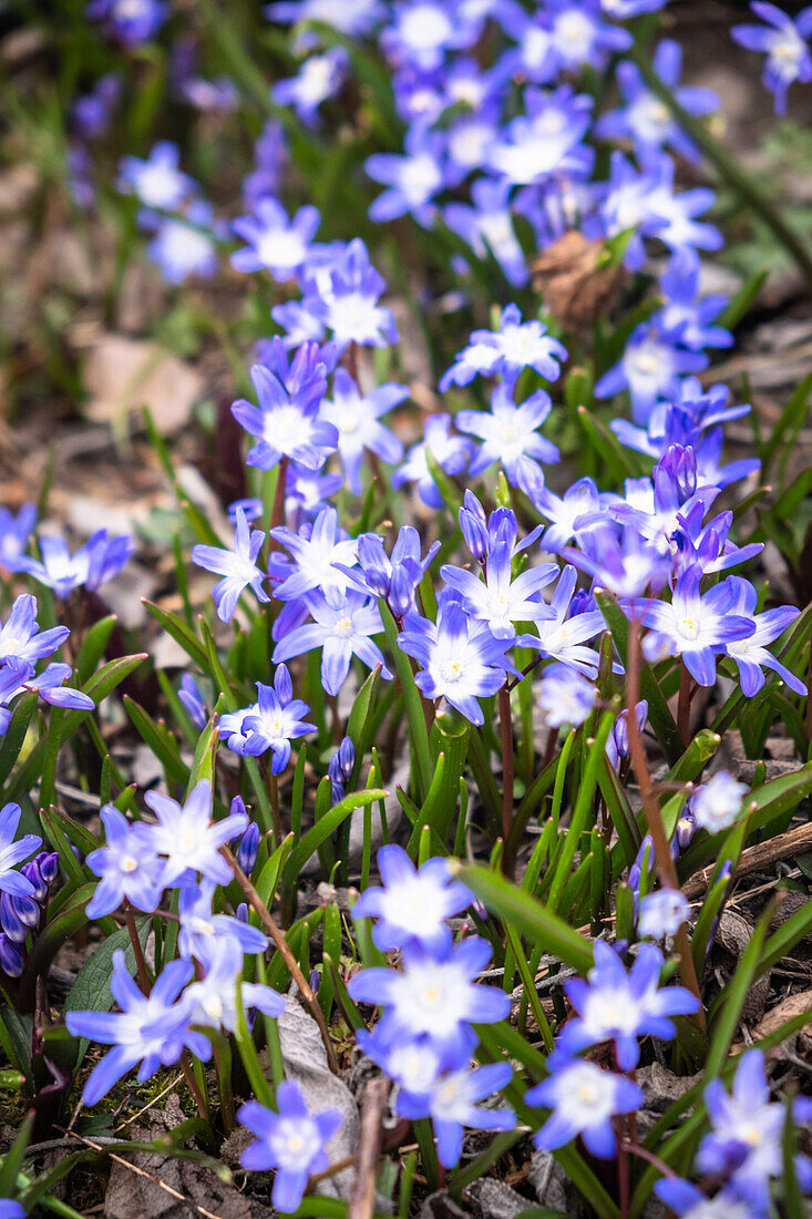 Blühende Blausterne (Scilla) im Garten