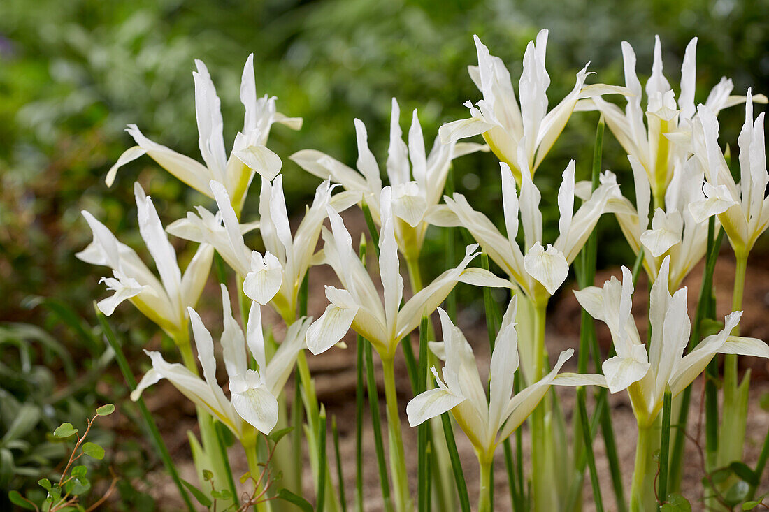 Iris reticulata Pauline White