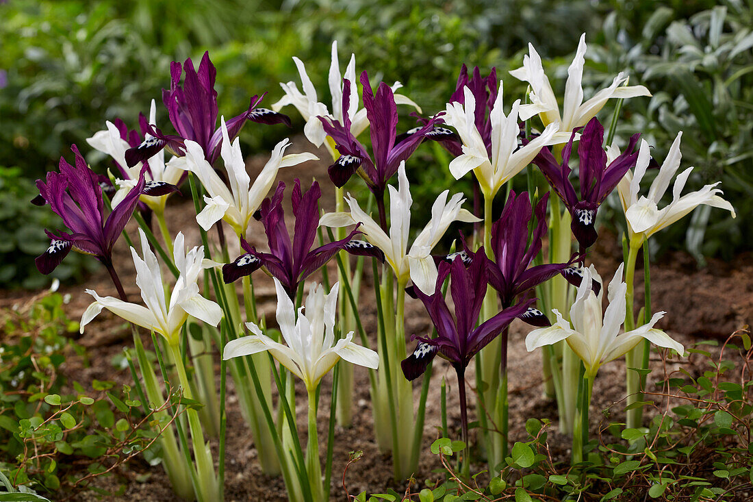 Iris reticulata Pauline and Pauline White