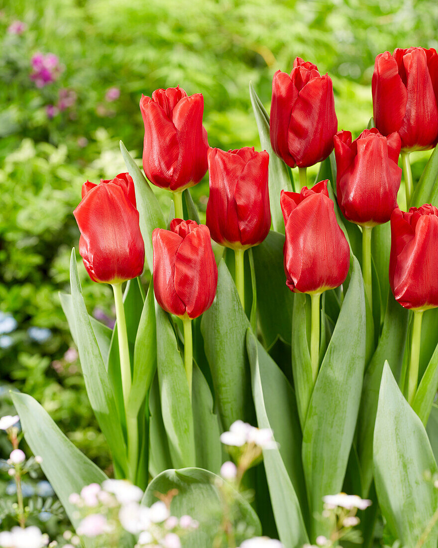 Tulpe (Tulipa) 'Dynamo'