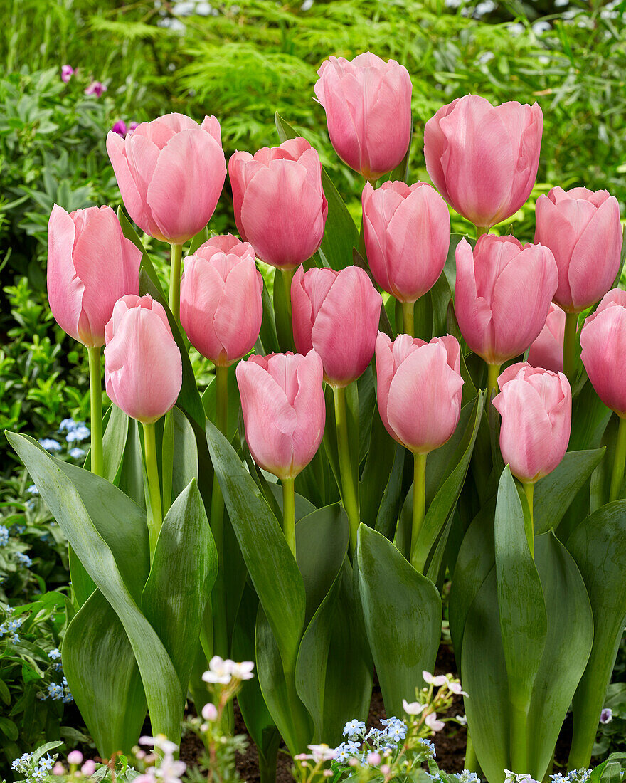 Tulpe (Tulipa) 'Signum'