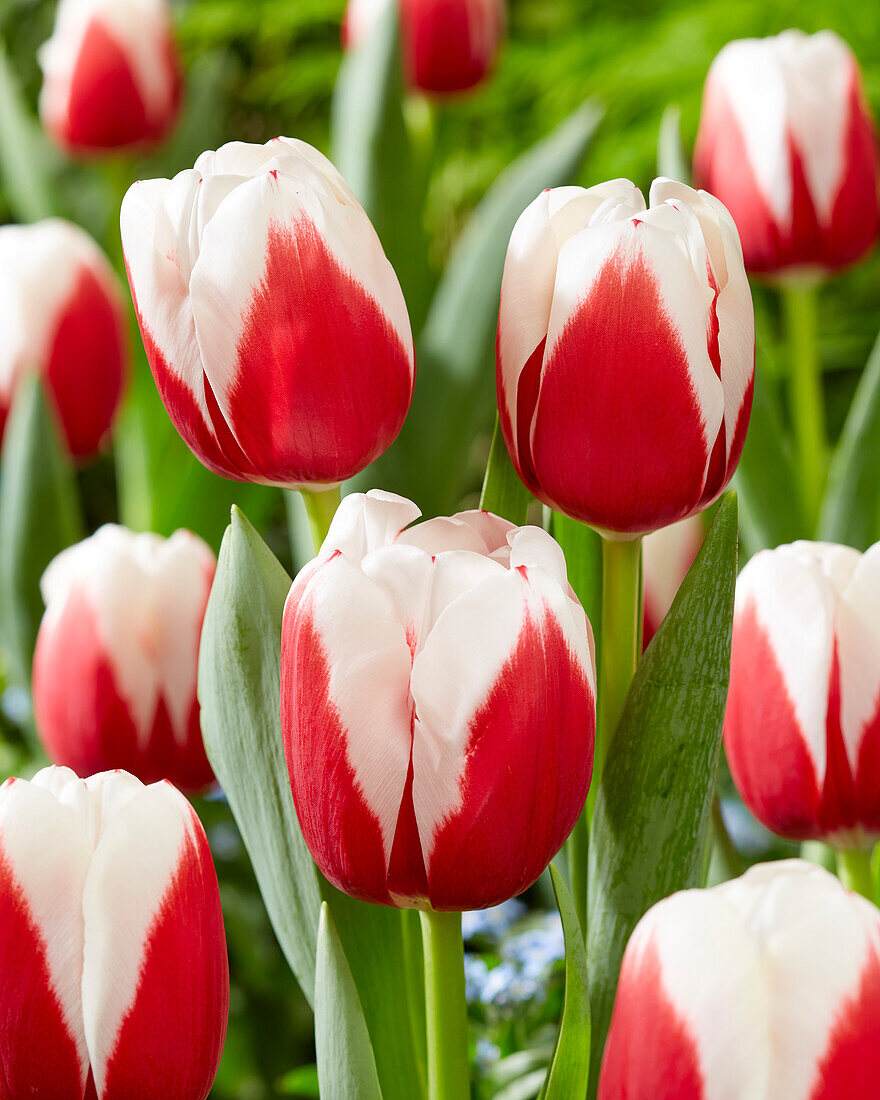 Tulpe (Tulipa) 'Hema'