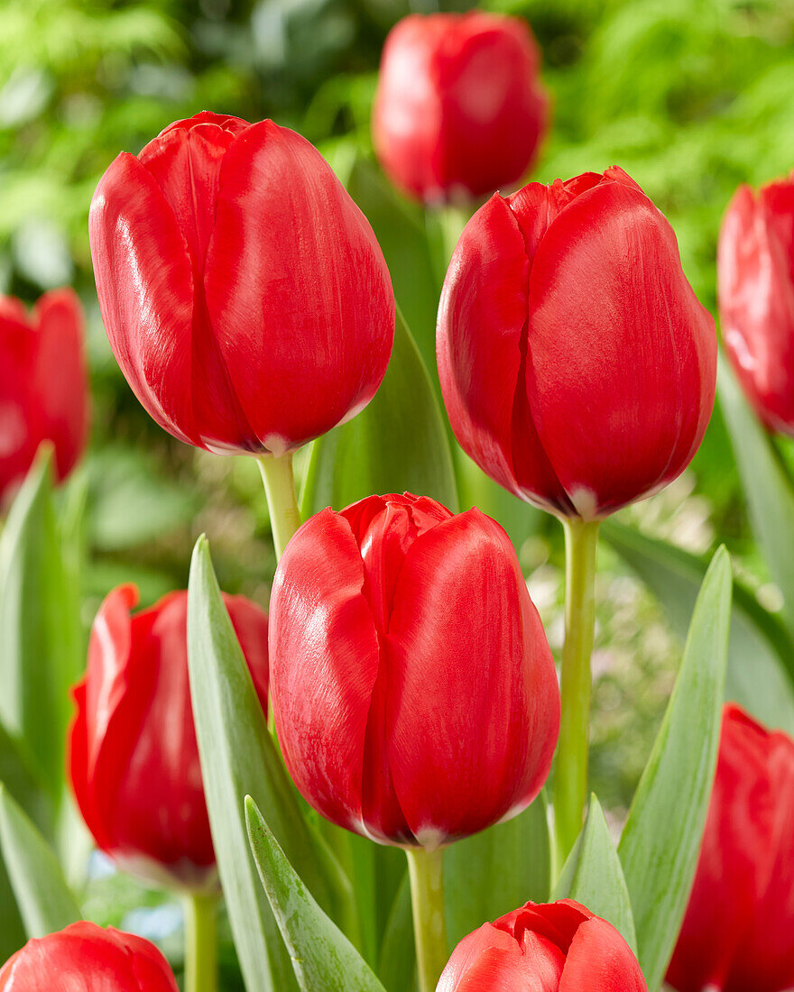 Tulipa Red Dragon