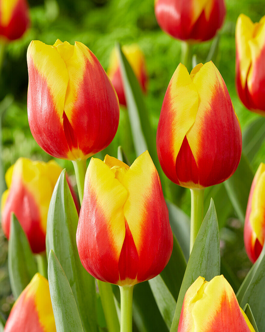 Tulpe (Tulipa) 'Aloha'