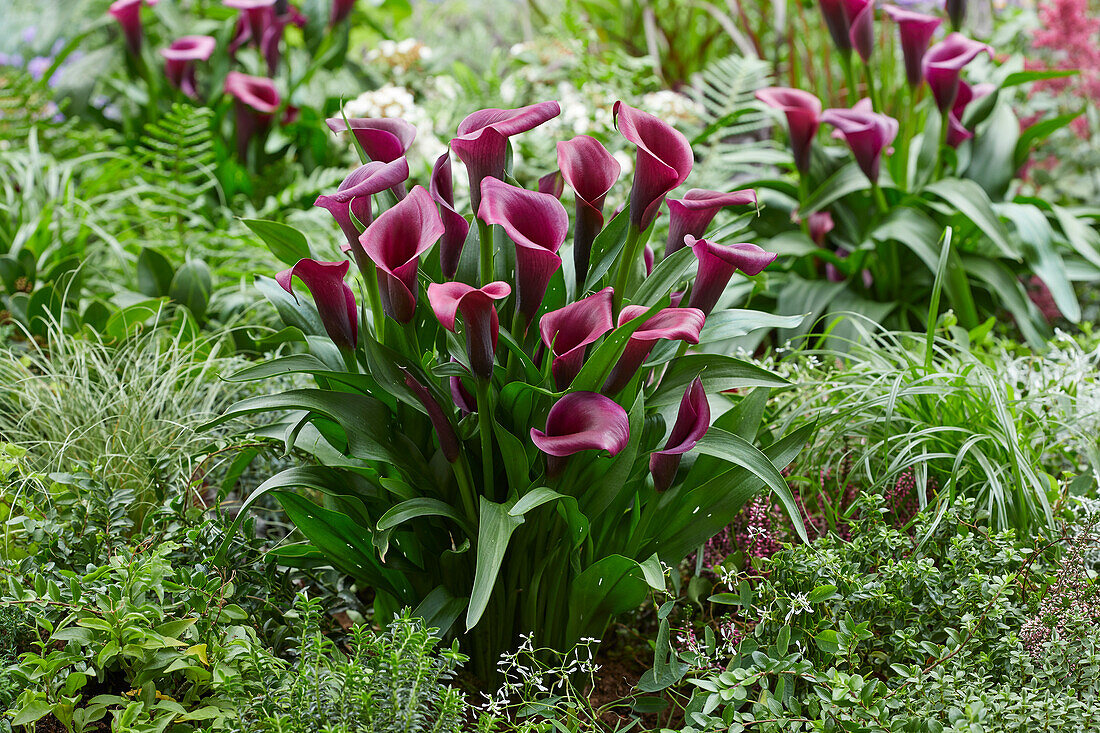 Zantedeschia Durban