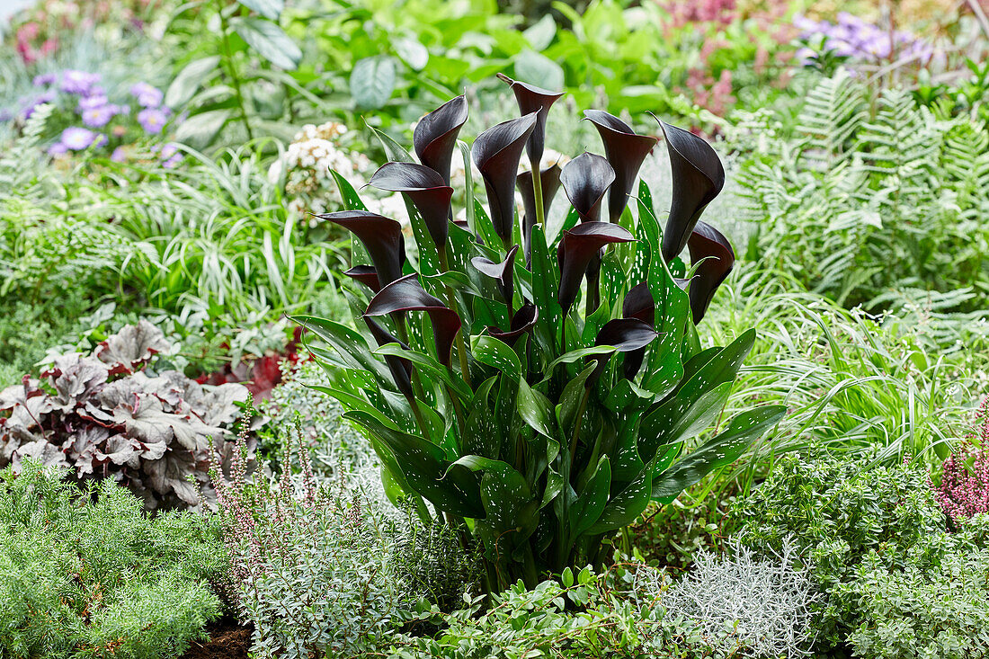 Zantedeschia Black Diamond