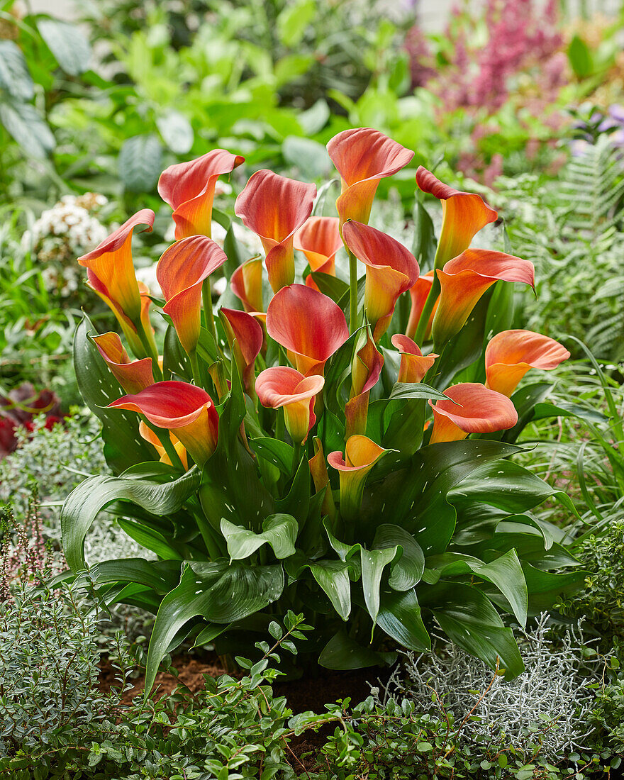 Zantedeschia Sunset Passion