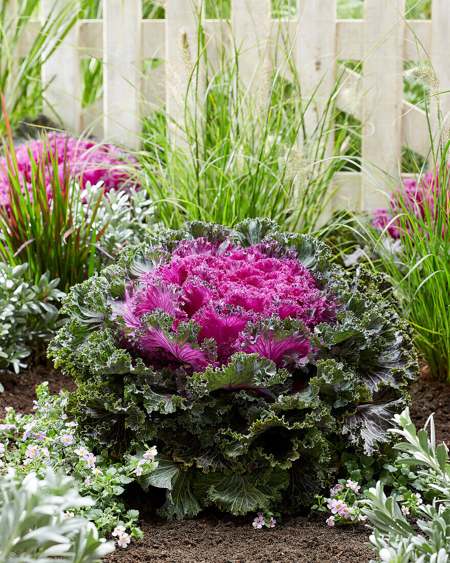 Brassica Rainbow Candy Crush, edible ornamental cabbage