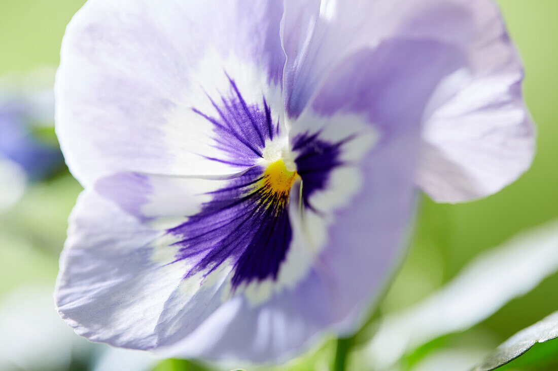Veilchen (Viola)