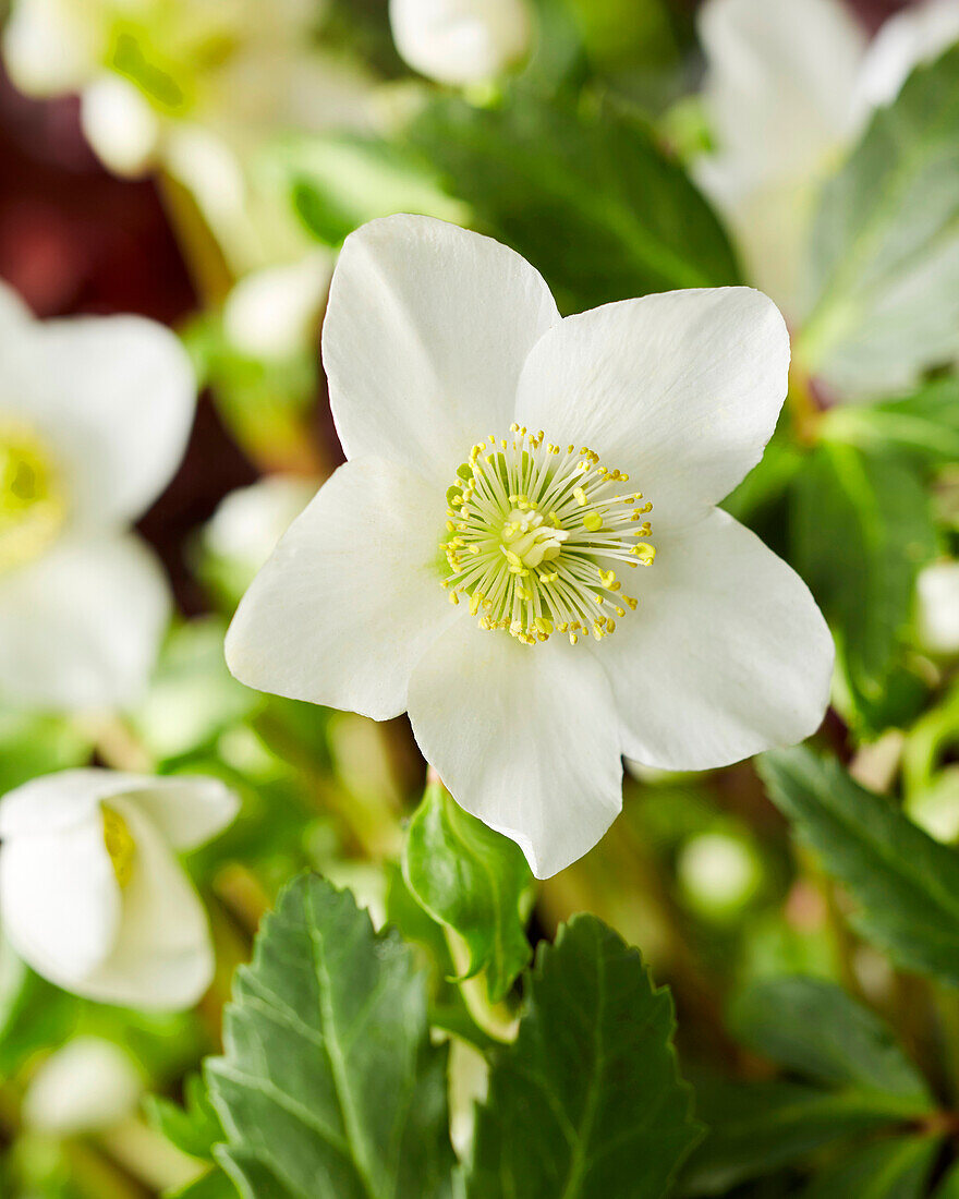 Helleborus Little Darling