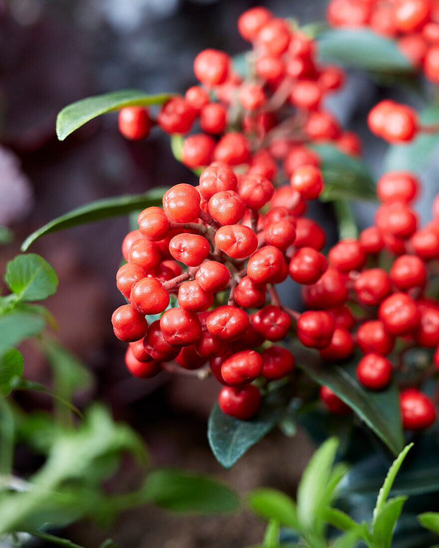 Skimmie (Skimmia japonica) 'Rote Diamanten'