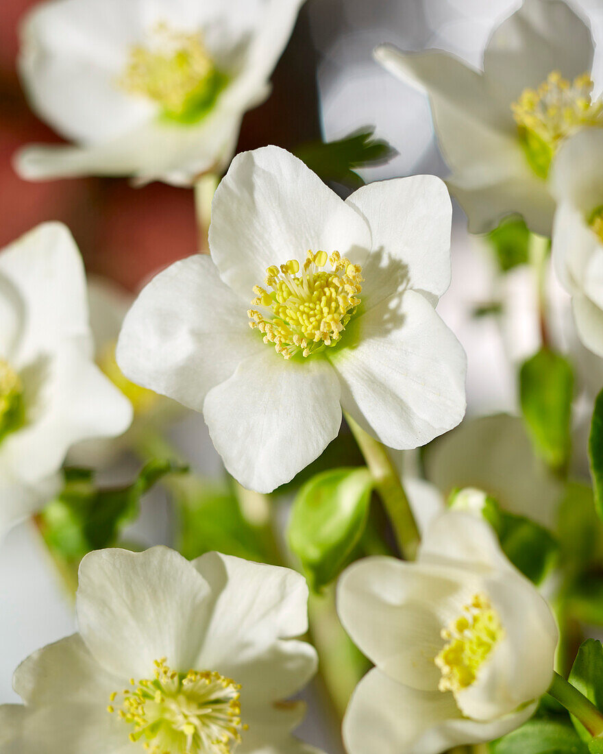 Helleborus Little Darling