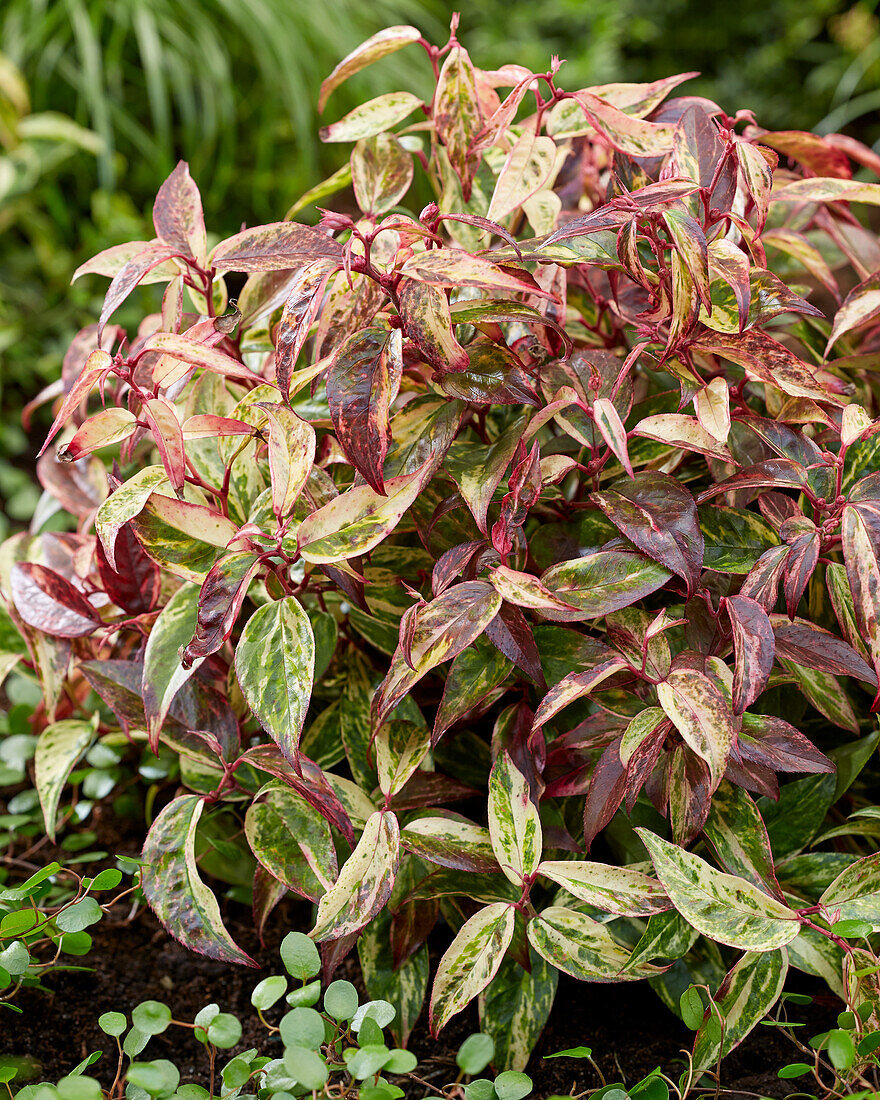 Leucothoe fontanesiana Makijaz