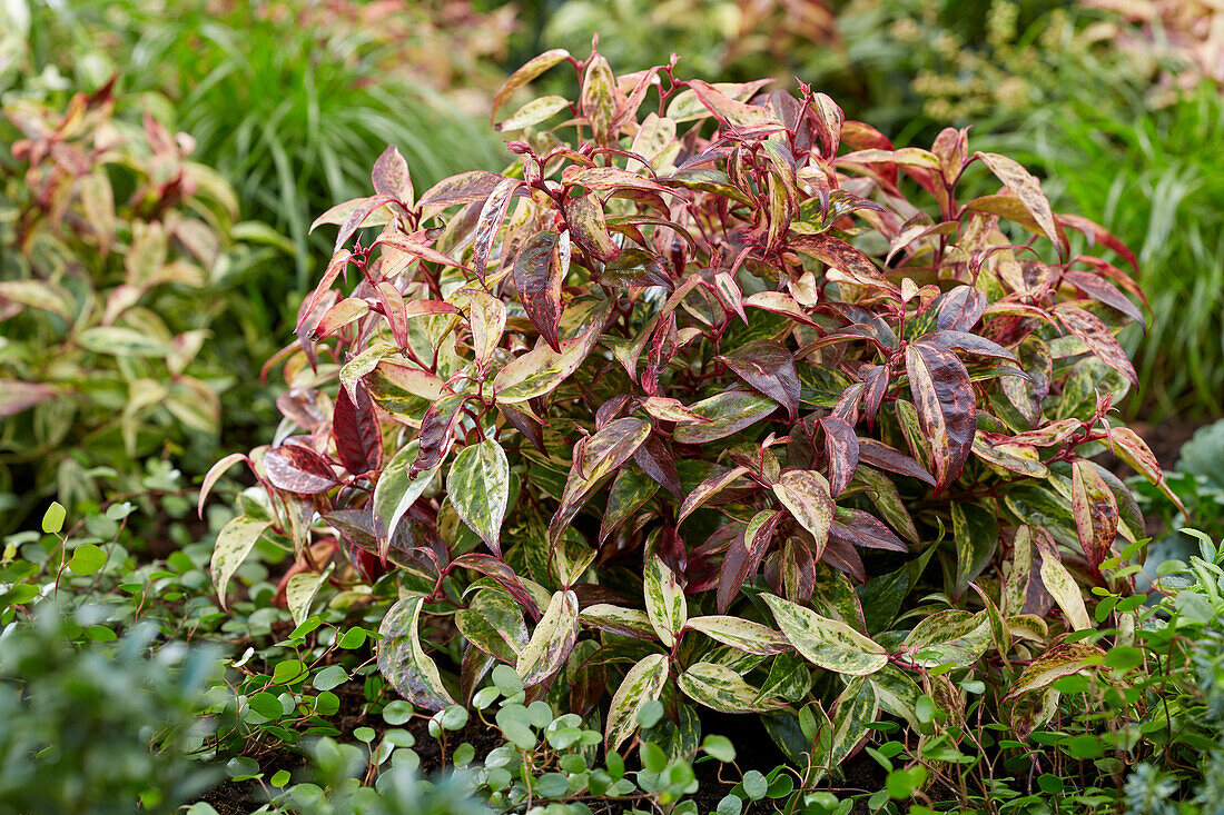 Leucothoe fontanesiana Makijaz