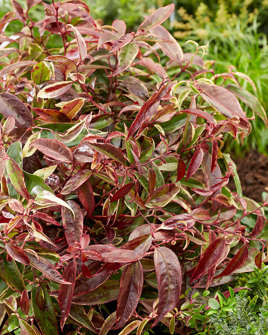 Leucothoe fontanesiana Whitewater