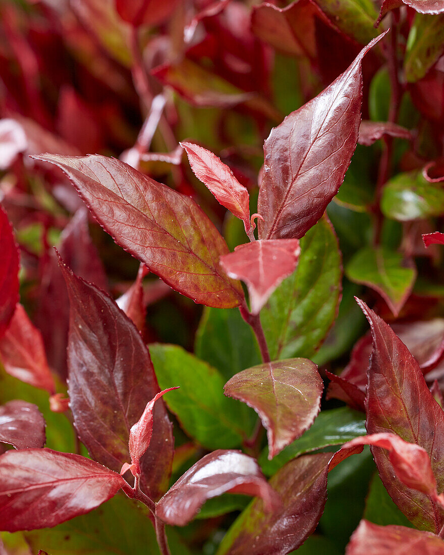 Leucothoe fontanesiana Little Flames