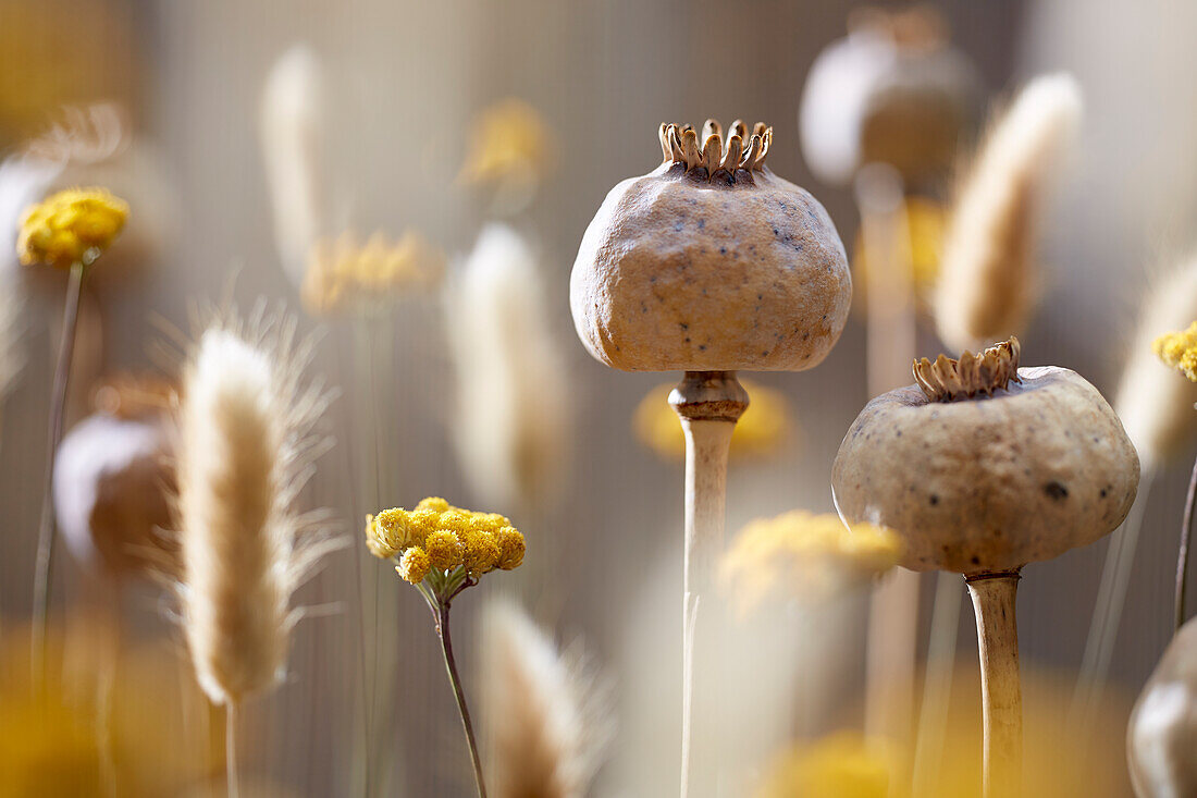 Poppy flower seed head