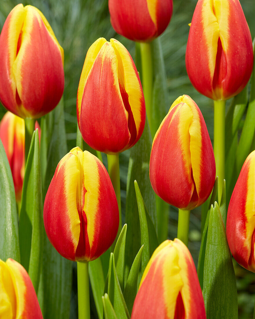 Tulipa Denmark