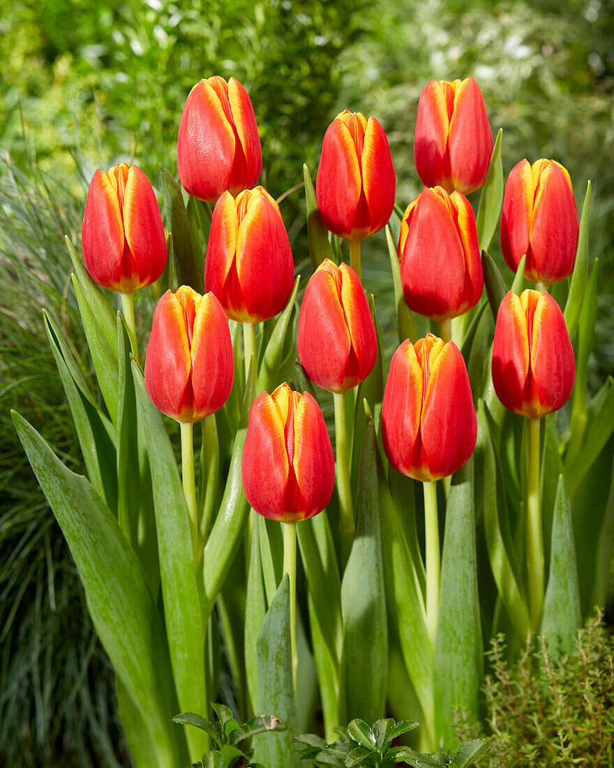 Tulpe (Tulipa) 'Choice'