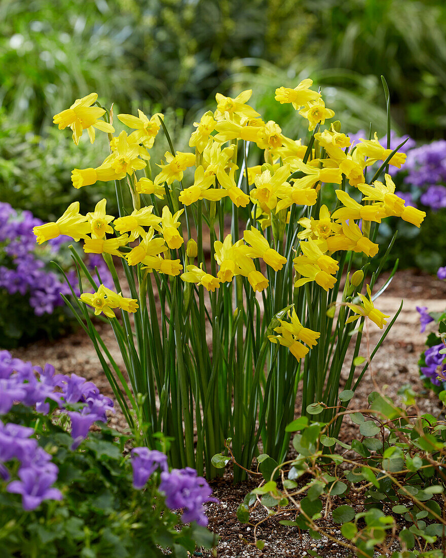 Narcissus Little Emma