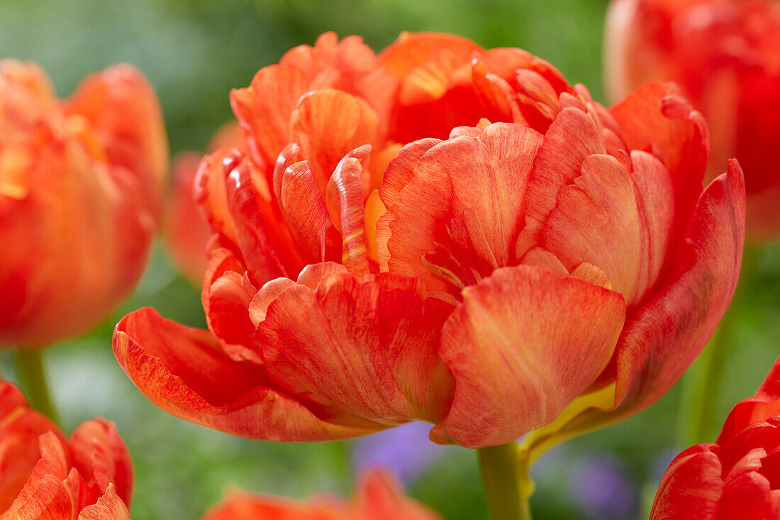 Tulpe (Tulipa) 'Kiteman'