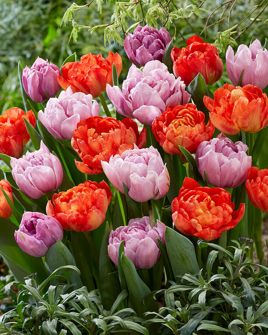 Tulpe (Tulipa) 'Katinka', 'Kiteman'