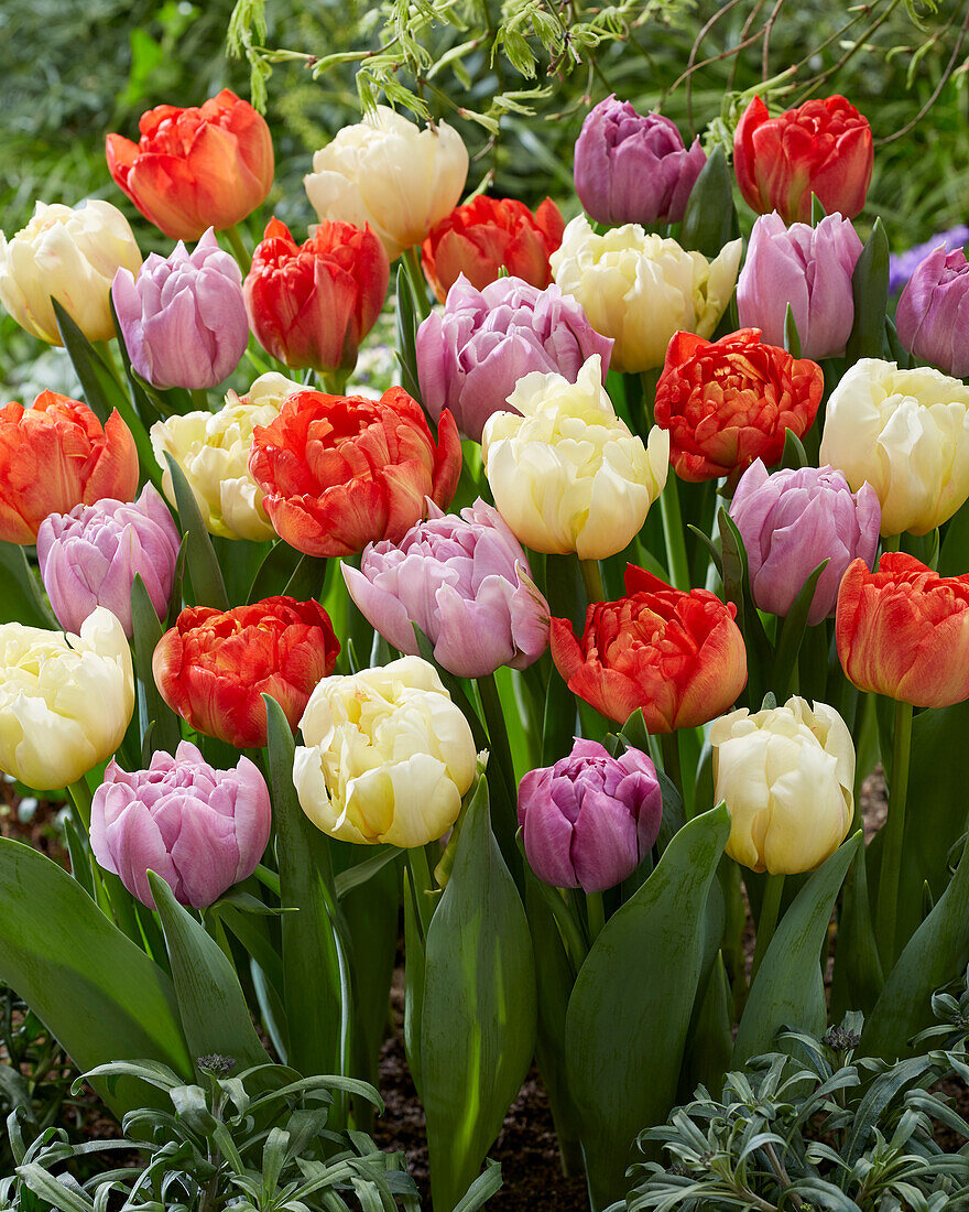 Tulpe (Tulipa) 'Ippon', 'Katinka, 'Kiteman'