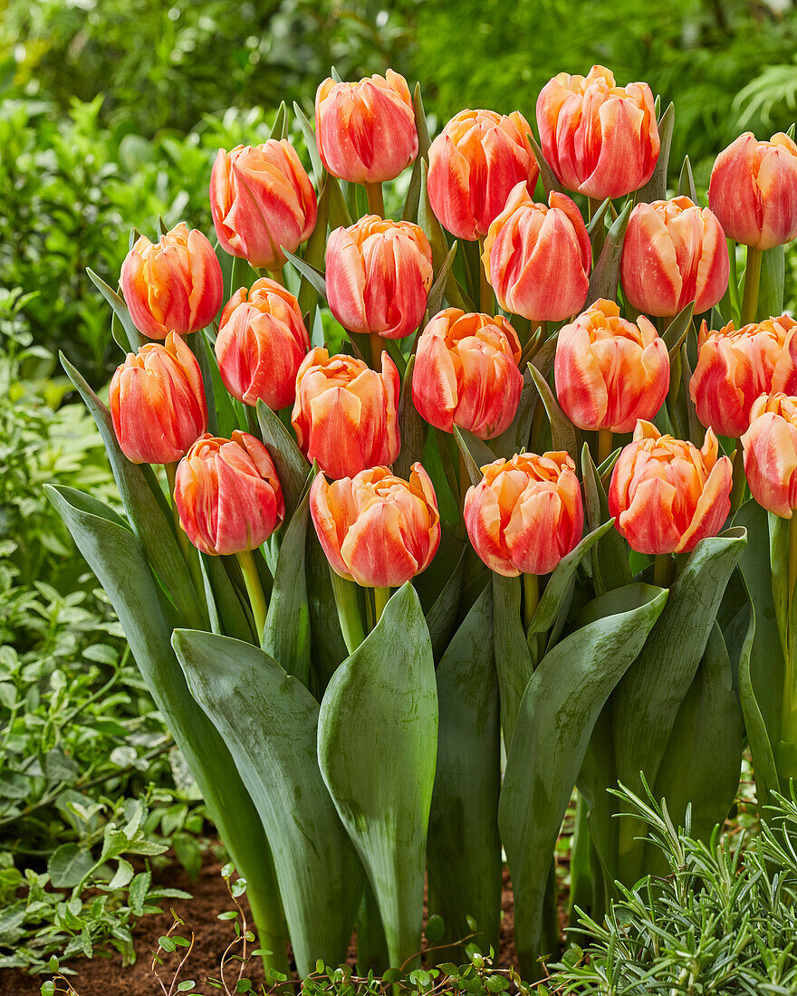 Tulipa 499-513-01-1916