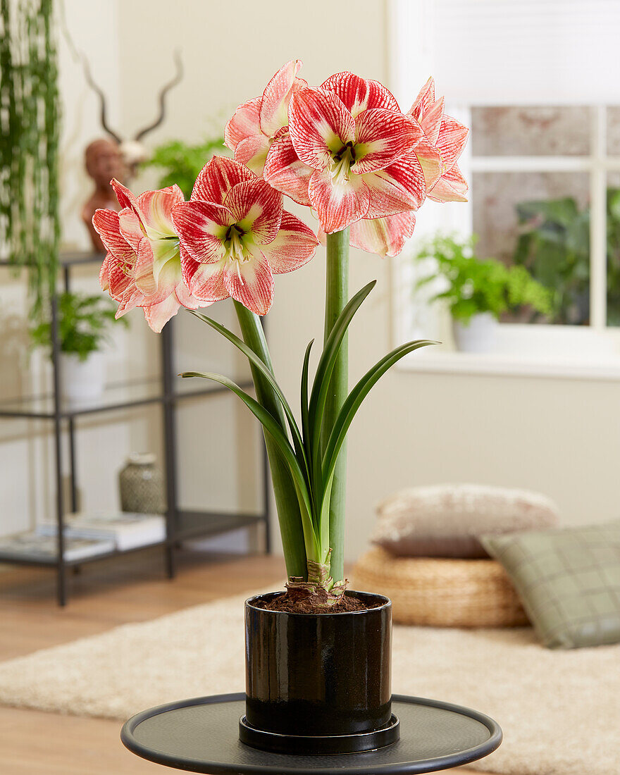 Ritterstern (Hippeastrum) 'Spotted Queen'