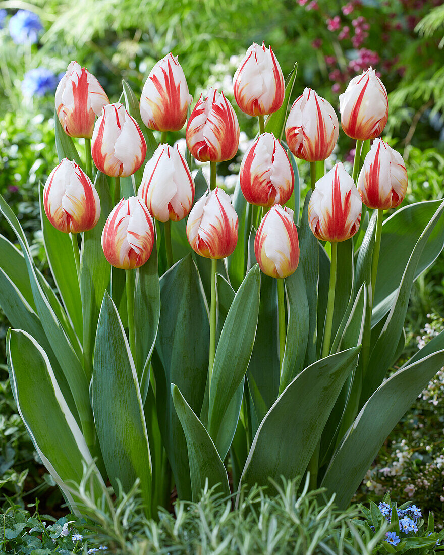 Tulpe (Tulipa) 'Happy Generation'