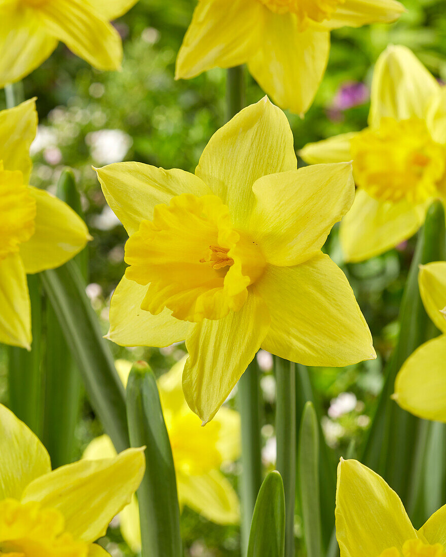 Narcissus Tamara