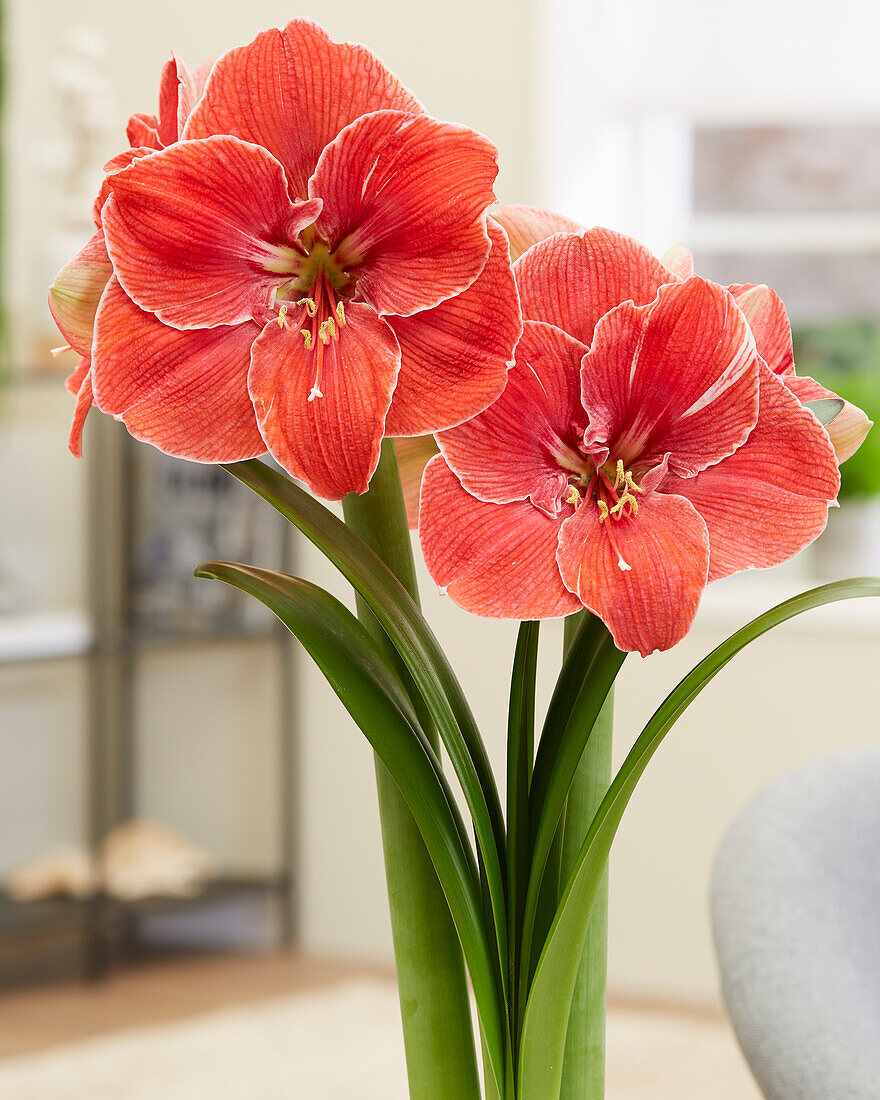Ritterstern (Hippeastrum) 'Magical Touch'